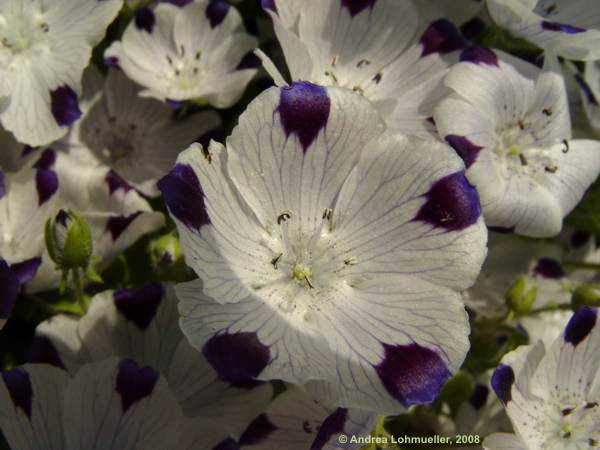 Nemophila maculata