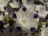 Nemophila maculata