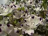 Nemophila maculata