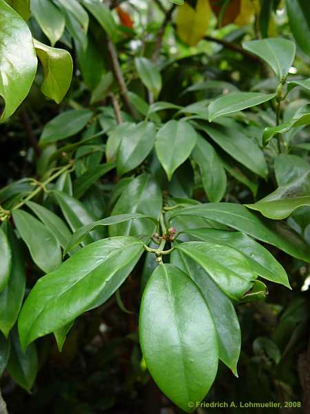 Illicium lanceolatum