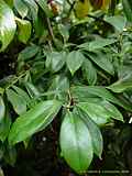 Illicium lanceolatum