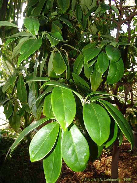 Illicium lanceolatum