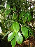 Illicium lanceolatum