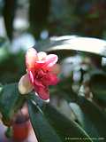 Illicium lanceolatum