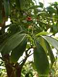 Illicium lanceolatum