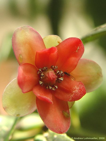 Illicium lanceolatum