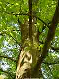 Carya cordiformis