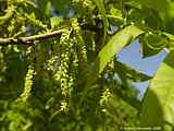 Carya cordiformis