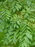 Juglans ailantifolia