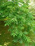 Juglans cinerea