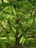 Juglans cinerea