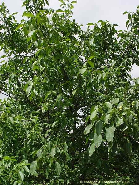 Juglans