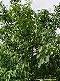 Juglans regia