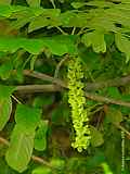 Pterocarya