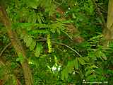 Pterocarya