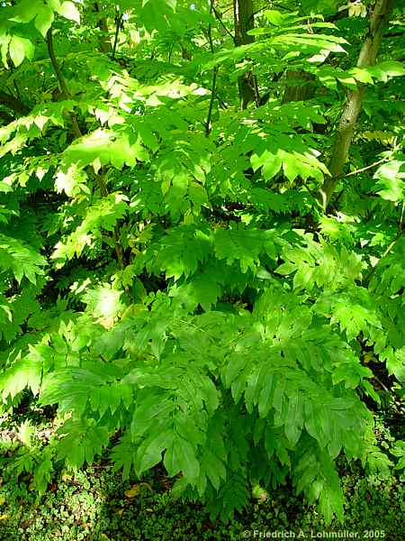 Pterocarya