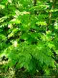 Pterocarya