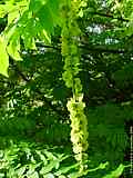 Pterocarya