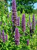 Agastache mexicana