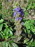 Ajuga genevensis