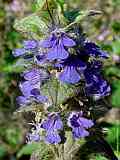 Ajuga genevensis