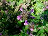 Calamintha clinopodium