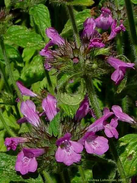 Calamintha clinopodium