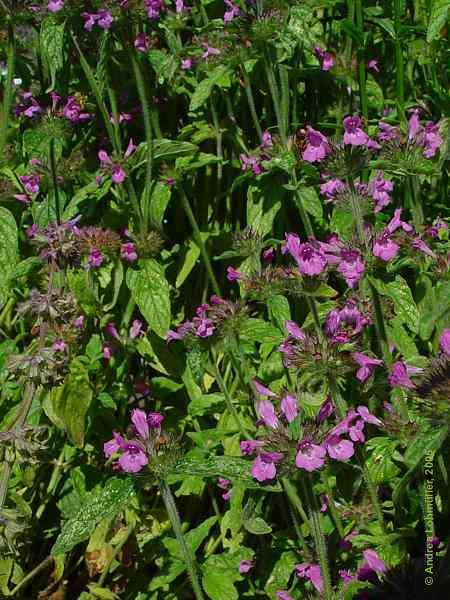 Calamintha clinopodium