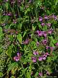 Calamintha clinopodium