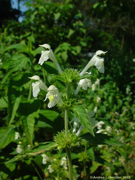 Galeopsis segetum