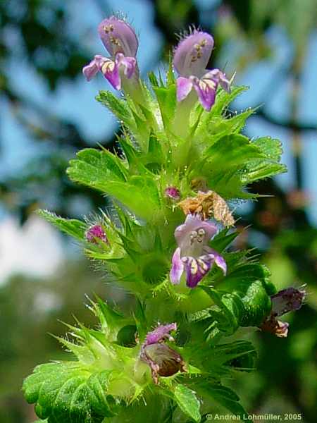 Galeopsis speciosa