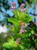 Galeopsis speciosa