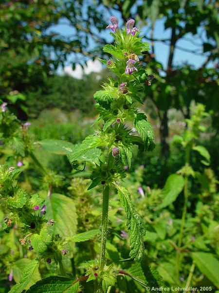 Galeopsis speciosa