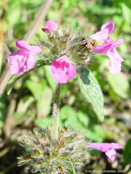 Galeopsis tetrahit