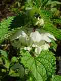 Lamium album