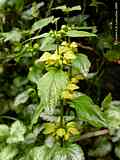 Lamium galeobdolon