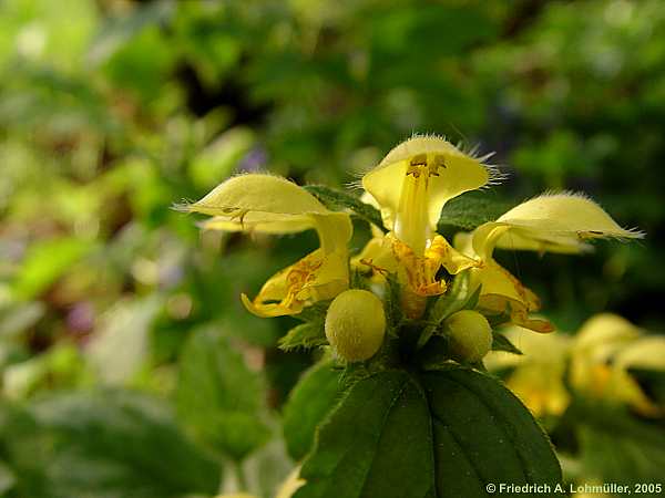 Lamium galeobdolon