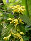 Lamium galeobdolon