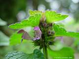 Lamium purpureum