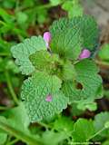 Lamium purpureum