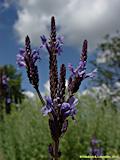 Lavandula abrotanoides