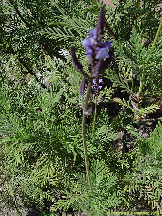 Lavandula abrotanoides