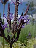 Lavandula abrotanoides