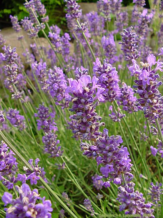 Lavandula angustifolia