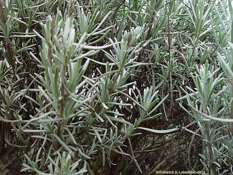 Lavandula angustifolia