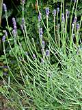 Lavandula angustifolia