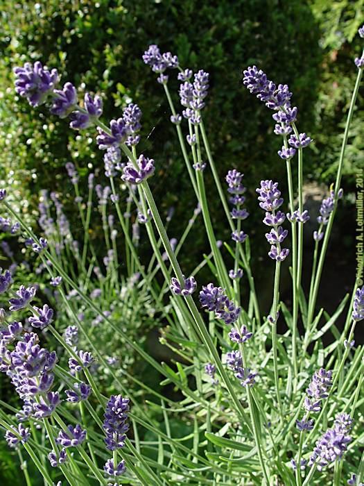 Lavandula angustifolia