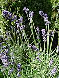 Lavandula angustifolia