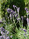 Lavandula angustifolia