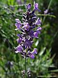 Lavandula angustifolia